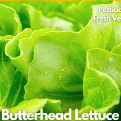 Hydroponic Butterhead 1kg (Wholesales price)