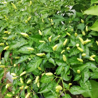 Chilli Putih 1kg