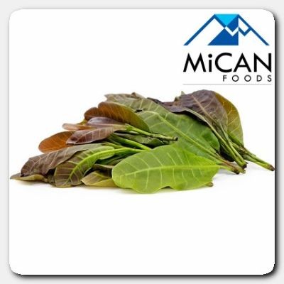 Daun Gajus | Cashew Leaf (100G Per Unit)