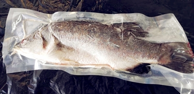 FRESCO Seabass WR cutted 700g-800g Per Piece [SOLD PER PIECE]