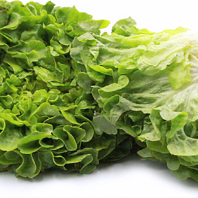 Lettuce Oakleaf Green (Sold Per KG) [KLANG VALLEY ONLY]