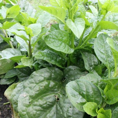 Spinach Malabar Daun Raja (Sold Per KG) [KLANG VALLEY ONLY]