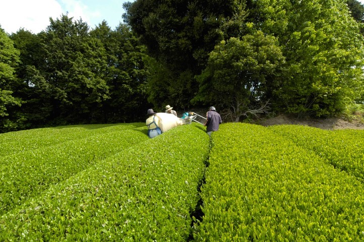 FULLEAF TEA SAMPLER (3 TYPE)