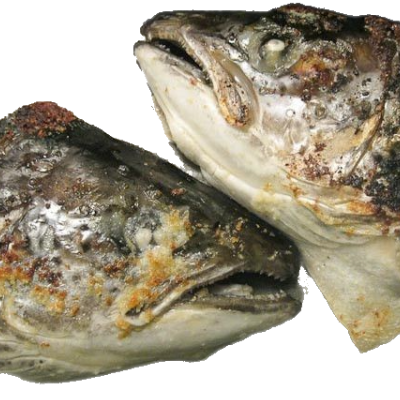 Salmon Head