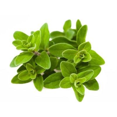 Marjoram (sold by kg)