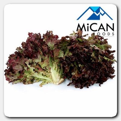 Red Coral Lettuce   Salad Coral Merah (800G Per Unit)