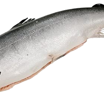 Whole Salmon