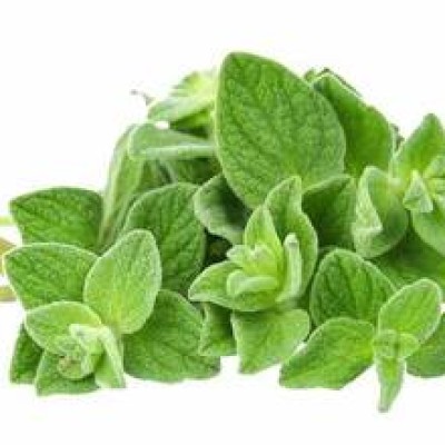 Oregano Fresh [100g pkt] [KLANG VALLEY ONLY]