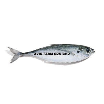 Hardtail Scad   Cenceru (Sold per KG)