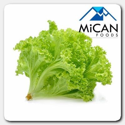 Green Coral Lettuce   Salad Coral Hijau (800G Per Unit)