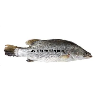 Barramundi   Siakap (Sold per KG)