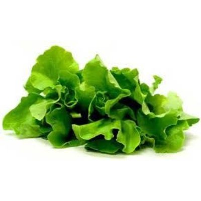 Butter Lettuce (sold by kg)