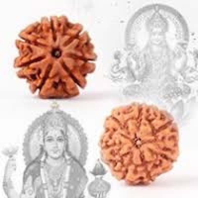 Rudhraksha 7 Mukhi