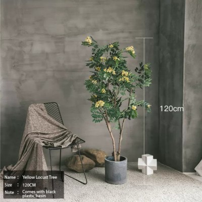 Yellow Locust Flower Tree 120cm