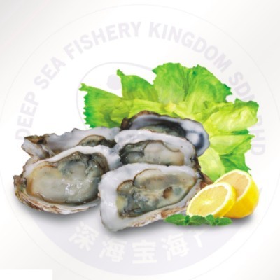 Half Shell Oyster 6cm-8cm (Sold Per Carton)