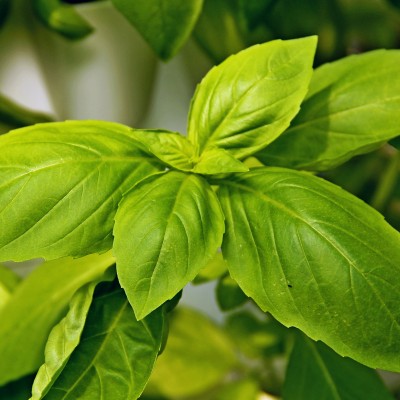 VGROW Fresh Basil 500g