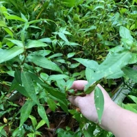 Coriander Vietnamese Leaf Laksa Daun Kesum (Sold Per KG) [KLANG VALLEY ONLY]