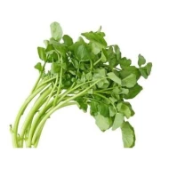 Watercress (Sold Per KG) [KLANG VALLEY ONLY]