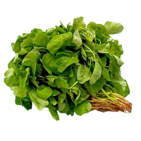 Amaranth Baby Bayam Muda (Sold Per KG) [KLANG VALLEY ONLY]