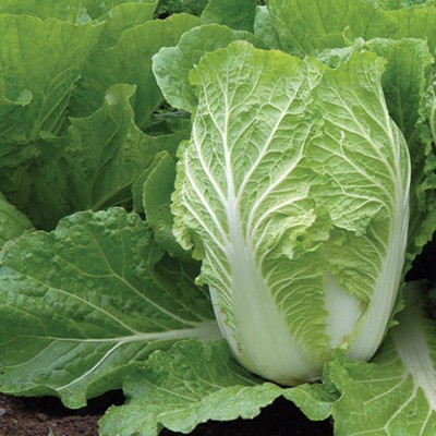 Cabbage Chinese Napa [10kg ctn] [KLANG VALLEY ONLY]