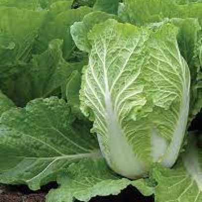 Cabbage Chinese Napa (Sold Per KG) [KLANG VALLEY ONLY]
