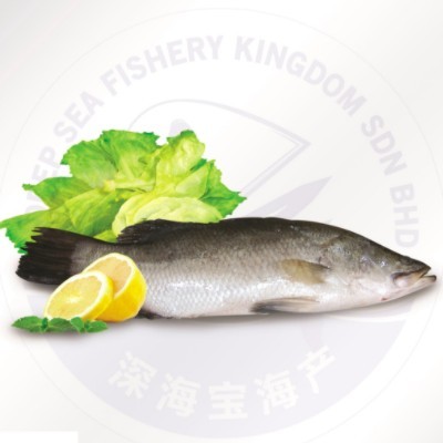 Sea Bass Fish 600g-800g (Sold Per Nos) (15 Units Per Carton)