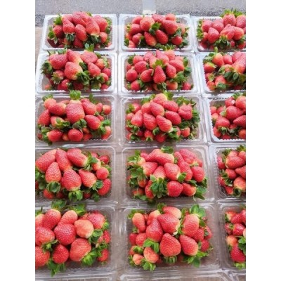 Strawberry Cameron S Size, 500g per tray (+ - 60pcs)