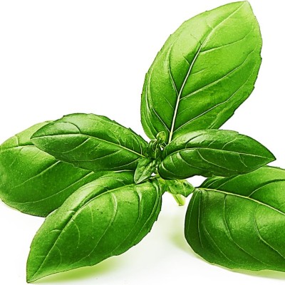 Italian Sweet Basil