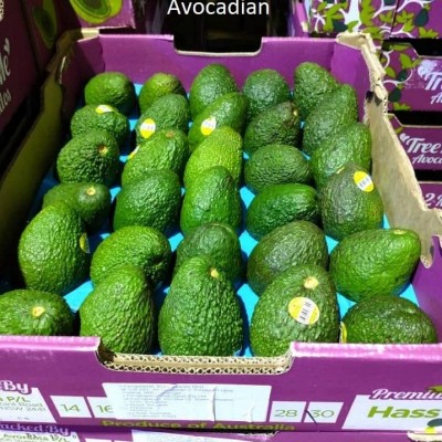 Class 1 Fresh Avocados (30 Units Per Carton)