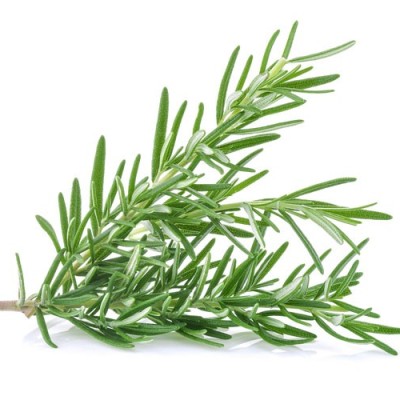 Rosemary Fresh [50g pkt] [KLANG VALLEY ONLY]