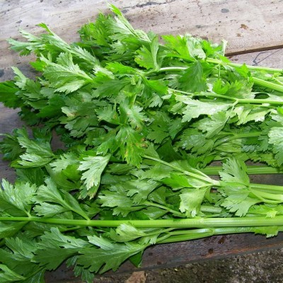 Celery Chinese Daun Sup (Sold Per KG) [KLANG VALLEY ONLY]