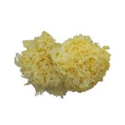 FUNGUS PUTIH BESAR (1 KG)