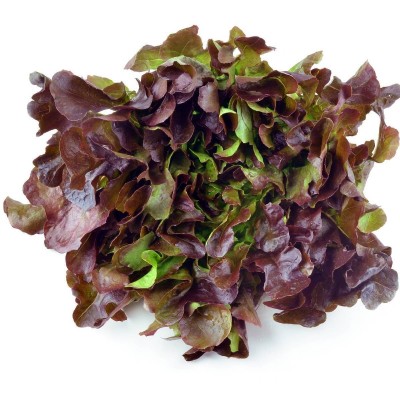 Lettuce Oakleaf Red (Sold Per KG) [KLANG VALLEY ONLY]