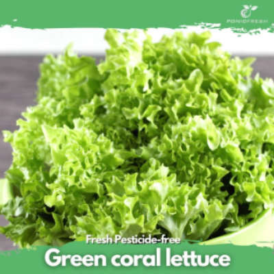 Hydroponic Green Coral 1KG (Wholesale Price)