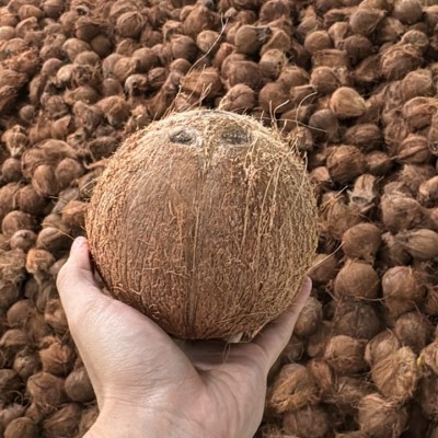 Old Coconut (Kelapa Tua) (Kelapa Paryu)
