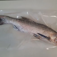 [Pre-order] Ikan Kurau