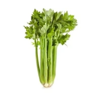 CELERY (sell by KG)