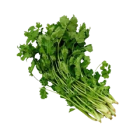 Leaf Coriander Daun Ketumbar (Sold Per KG) [KLANG VALLEY ONLY]