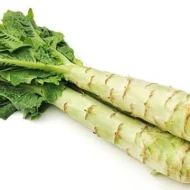 CELTUCE (sell by KG)