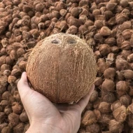 Old Coconut (Kelapa Tua) (Kelapa Paryu)