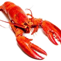 CANADIAN LOBSTER (FROZEN) 1KG