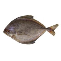 Ikan Bawal Hitam (Black Pomfret) 3-5 pcs per kg