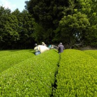 FULLEAF Tea Sampler 10 type