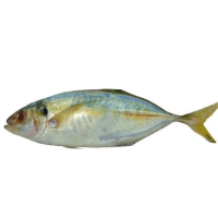 Ikan Selar (Yellowtail Scad) 11-13 pcs per kg